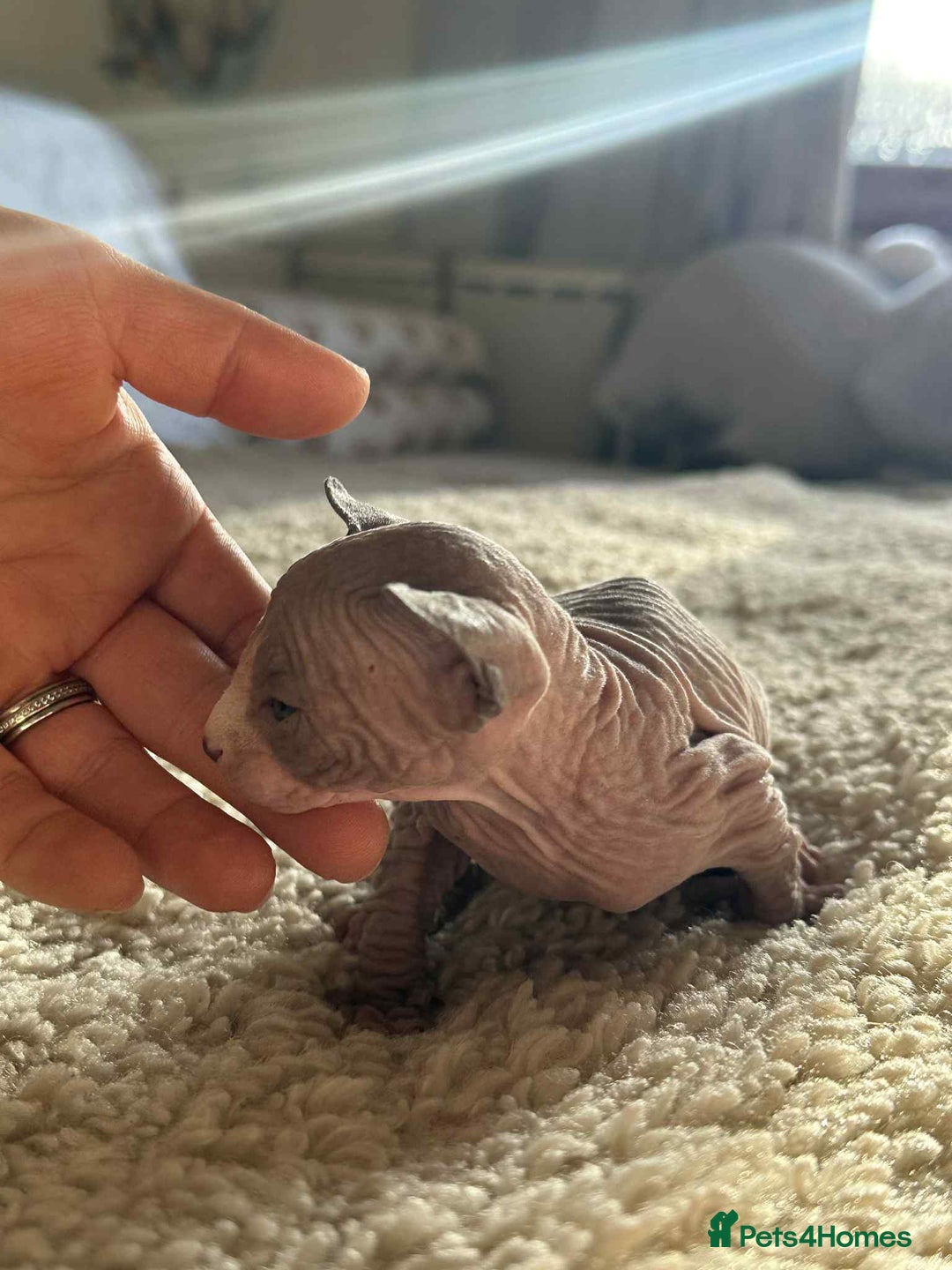 Sphynx cats for sale: Sphinx kittens 🩵❤️ - Advert 5