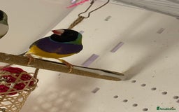 Finches birds for sale: gouildan finches available Runcorn  - Image 4