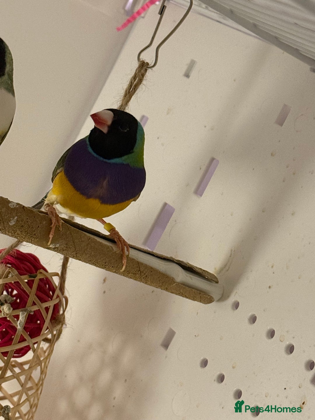 Finches birds for sale: gouildan finches available Runcorn  - Image 4