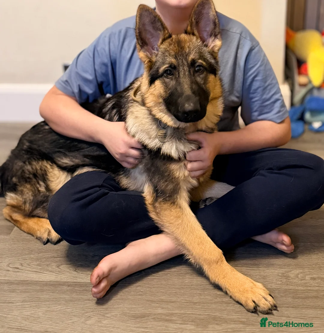 German Shepherd dogs for sale: 4.5 month old male German Shephard - Advert 6