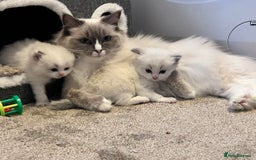 Ragdoll cats for sale: Beautiful Blue Tabby Ragdoll Fur Babies  - Image 13