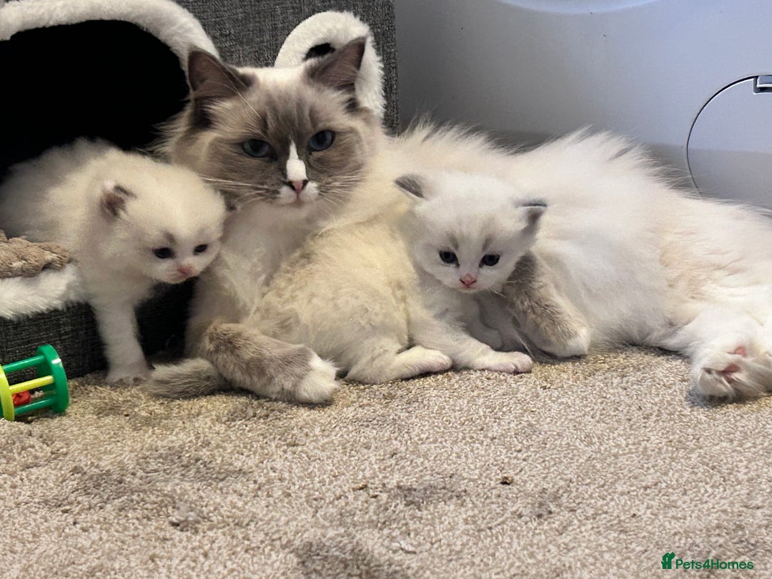 Ragdoll cats for sale: Beautiful Blue Tabby Ragdoll Fur Babies  - Image 13