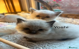 Ragdoll cats for sale: TICA Pedigree Ragdolls 💎✨ - Image 14