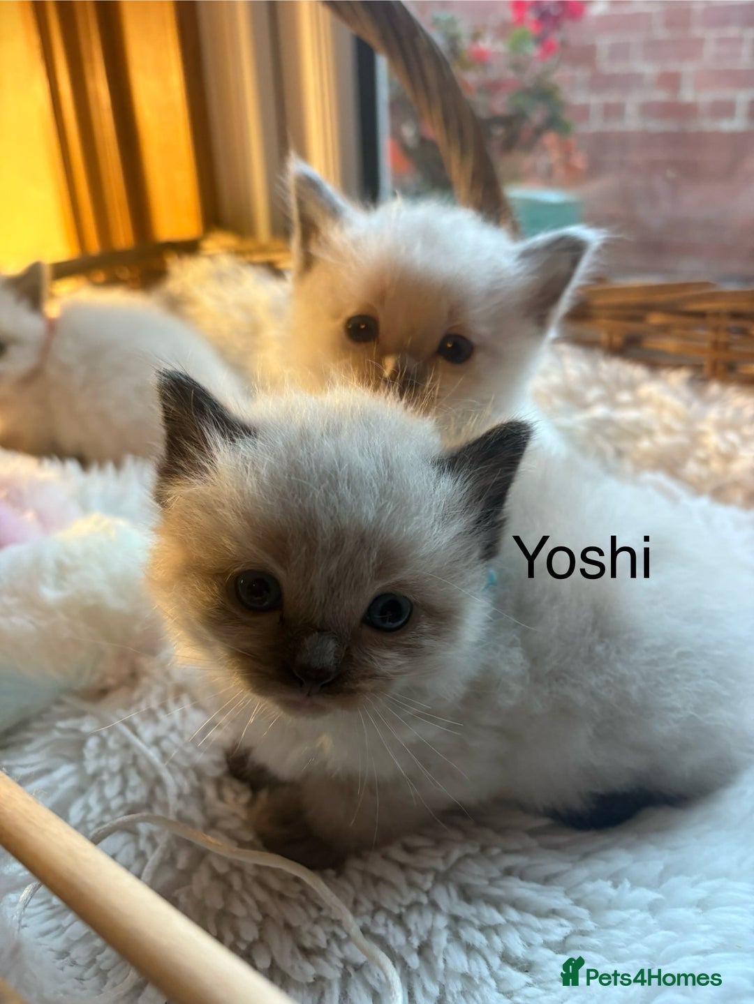 Ragdoll cats for sale: TICA Pedigree Ragdolls 💎✨ - Image 14