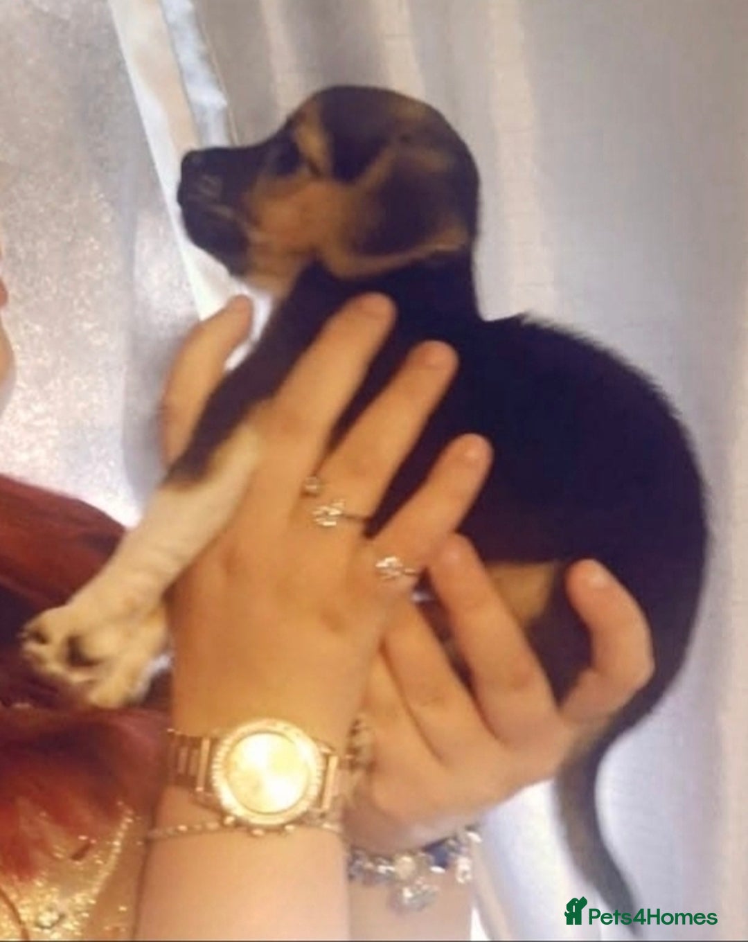 Mixed Breed dogs for sale: Theo, cavalier × chihuahua× jack Russell  - Image 8