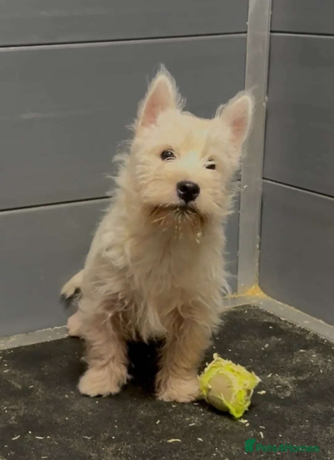 West Highland Terrier dogs for sale: West Highland Terrier BOY, Dad show bloodlines - Advert 6