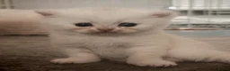 British Shorthair cats for sale: Beautiful British Shorthair Kittens for Sale  - Advert 8
