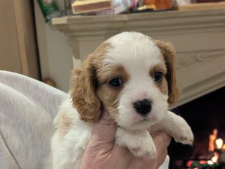 Cavapoo dogs Cavapoo - Advert 6