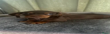 Dachshund Puppy 2