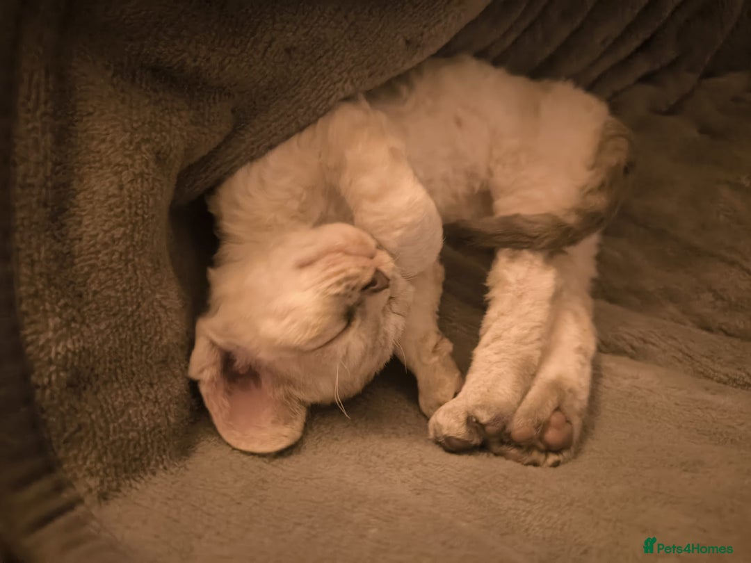 Devon Rex cats for sale: Devon Rex💕Blue Point Lynx Girl🩷Blue Point Boy💙 - Advert 9