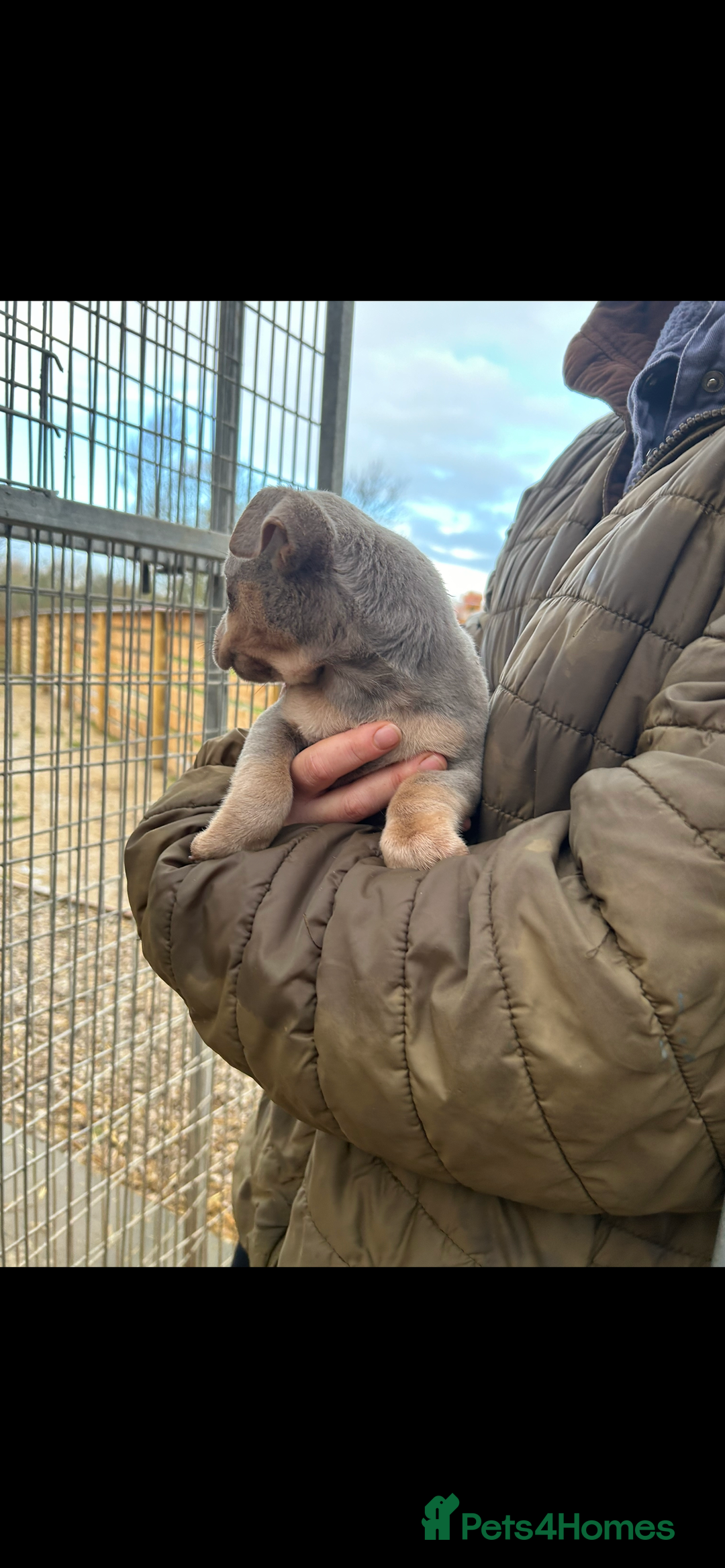 Jack Russell dogs for sale: Miniature Lilac jack Russells - Advert 5