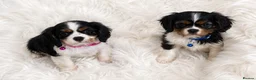 Cavalier King Charles Spaniel dogs for sale: Top quality, health tested Cavalier King Charles  - Advert 1
