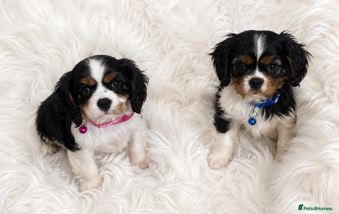 Cavalier King Charles Spaniel dogs for sale: Top quality, health tested Cavalier King Charles  - Advert 1