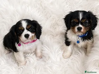 Cavalier King Charles Spaniel dogs Top quality, health tested Cavalier King Charles - Advert 1