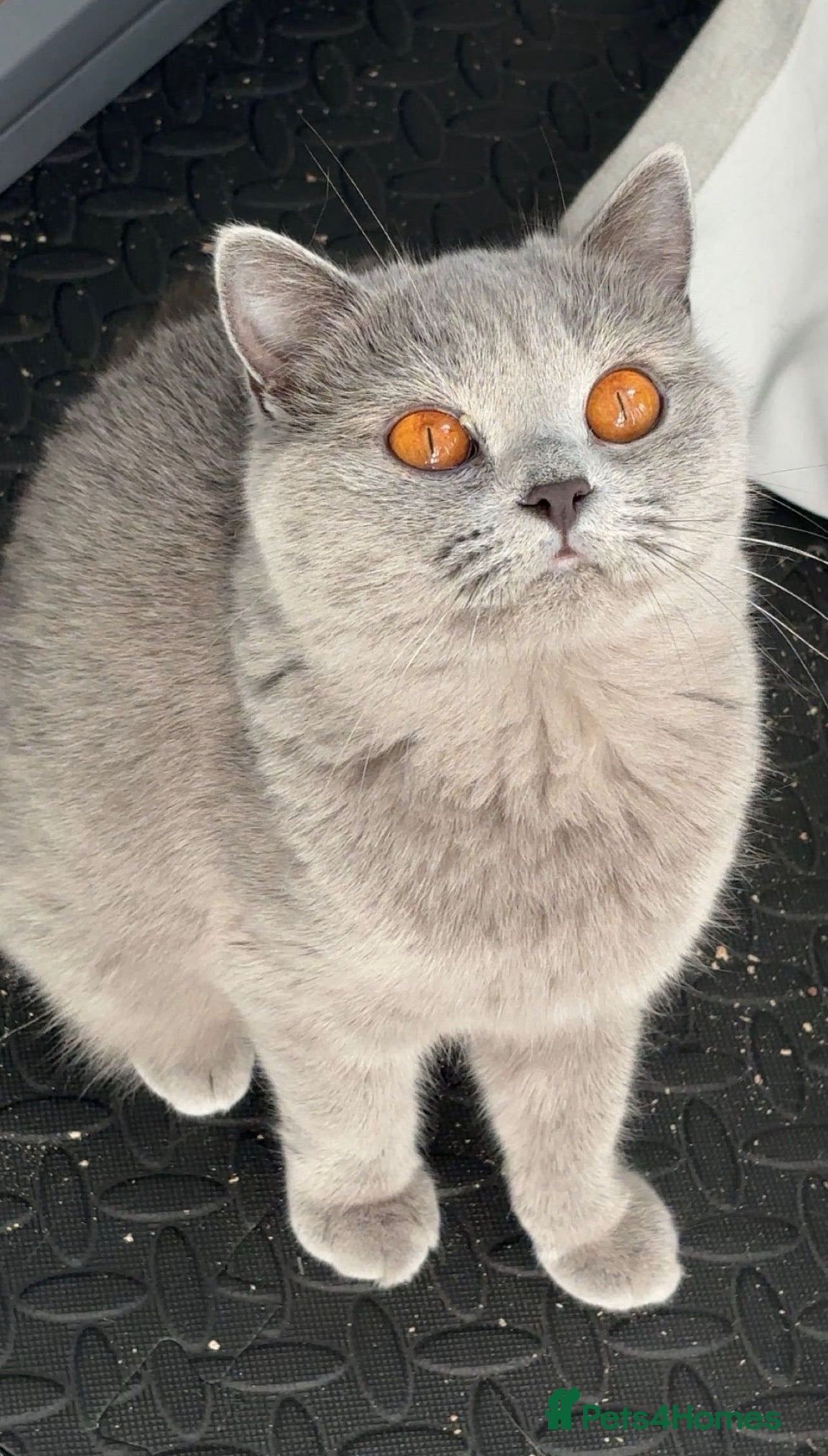 British Shorthair cats Show Quality British Shorthair - Advert 1