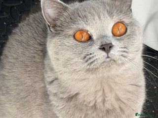 British Shorthair cats Show Quality British Shorthair - Advert 1