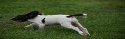 English Springer Spaniel dogs for sale: Working English springer spaniels  - Advert 17