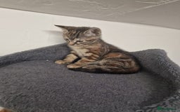 Mixed Breed cats for sale: 2 Ginger Boys, 1 Tabby Girl. Donate to charity - Image 25