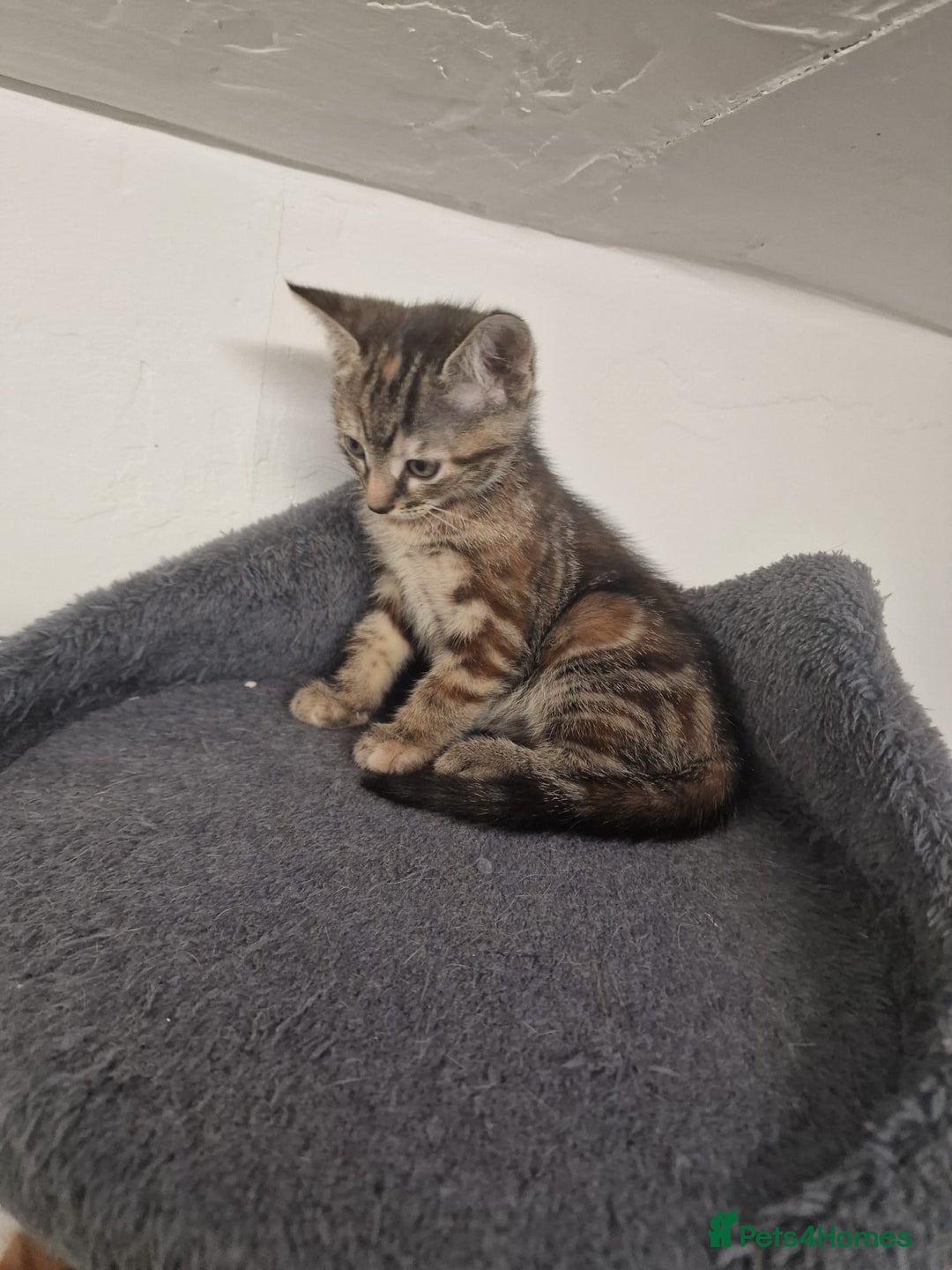 Mixed Breed cats for sale: 2 Ginger Boys, 1 Tabby Girl. Donate to charity - Image 25