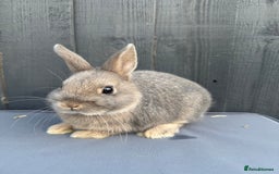Netherland Dwarf rabbits for sale: Pure bred Netherland Dwarf Bunnies - Image 4