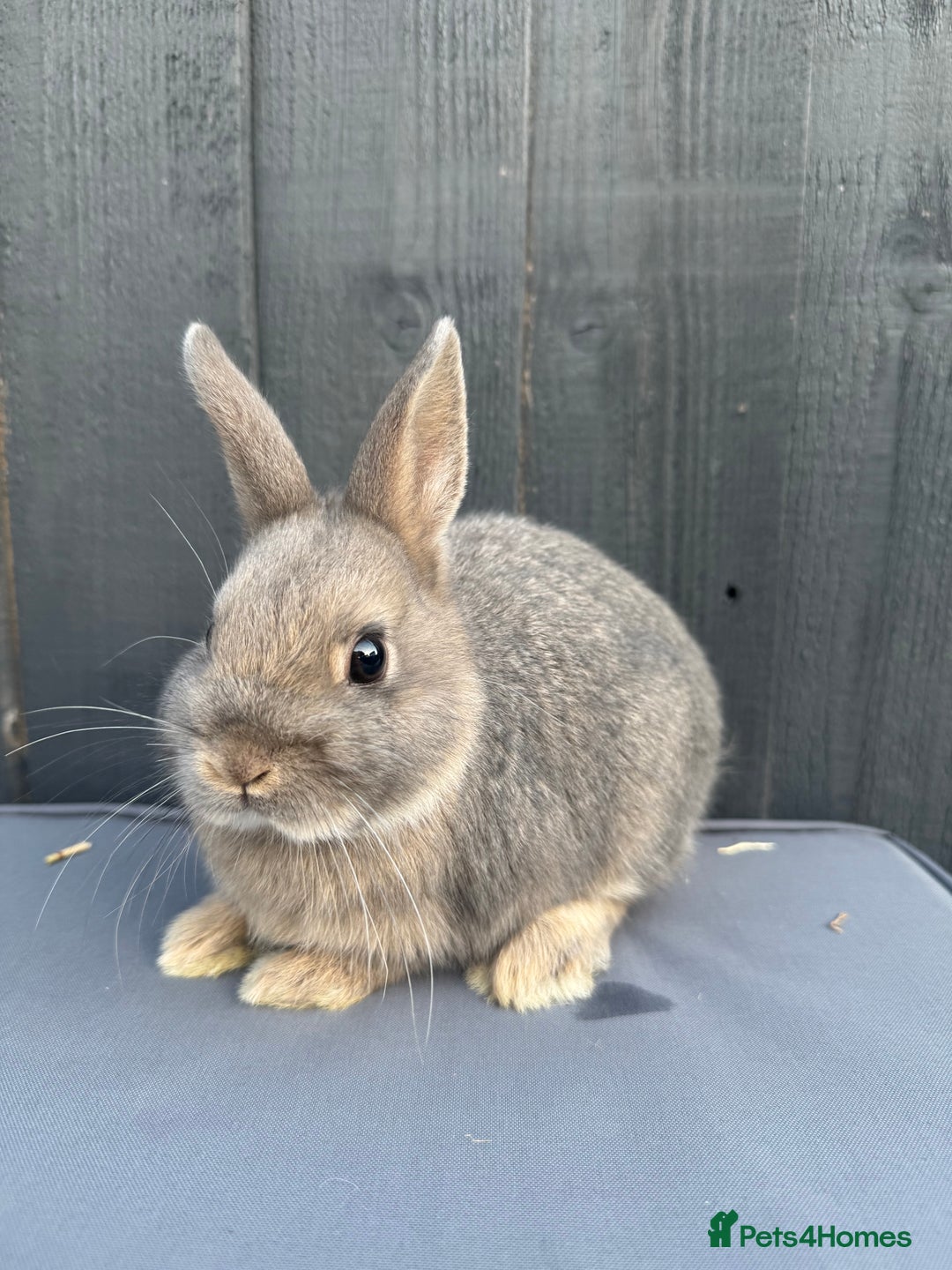 Netherland Dwarf rabbits for sale: Pure bred Netherland Dwarf Bunnies - Image 4