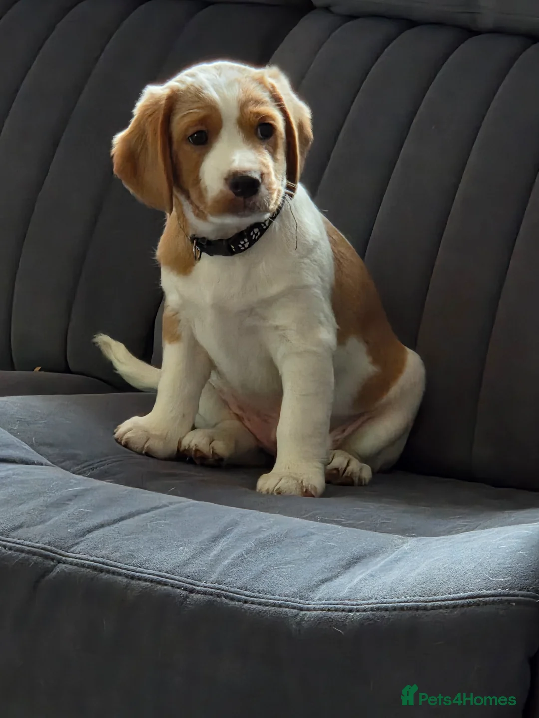 Mixed Breed dogs for sale: Breed: Cavalier x Springer  - Advert 1