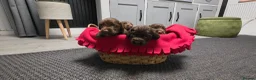 Cocker Spaniel dogs for sale: 8 october ready for their homes KC Reg 3 boys avai - Advert 29