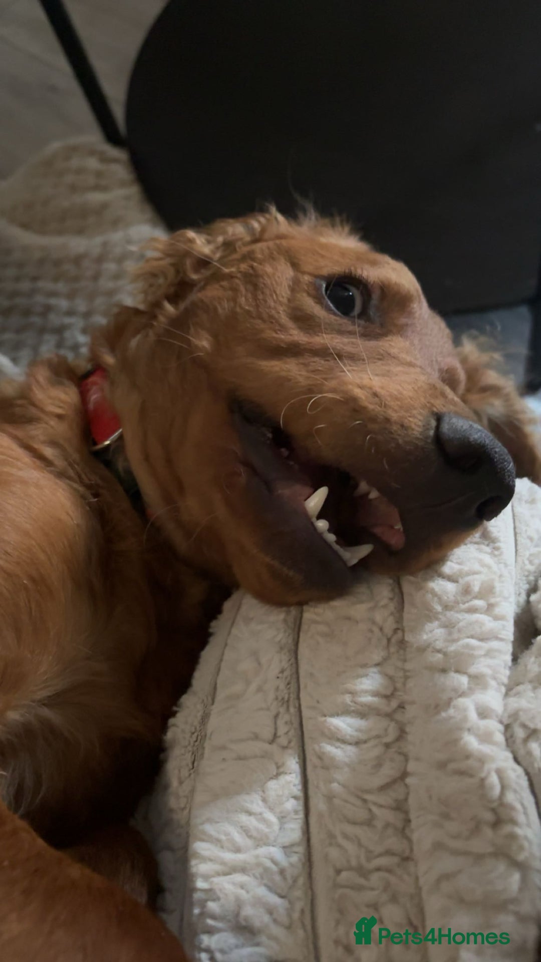 Cockapoo dogs for sale: 10 month old cockapoo boy  - Image 5