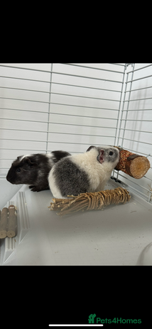 Guinea Pig rodents - Advert 18