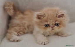 Persian cats for sale: Persian Kittens Looking For New Home - Image 16