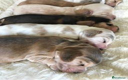 Cocker Spaniel dogs for sale: Show Type Health Tested, KC Reg puppies  - Image 27