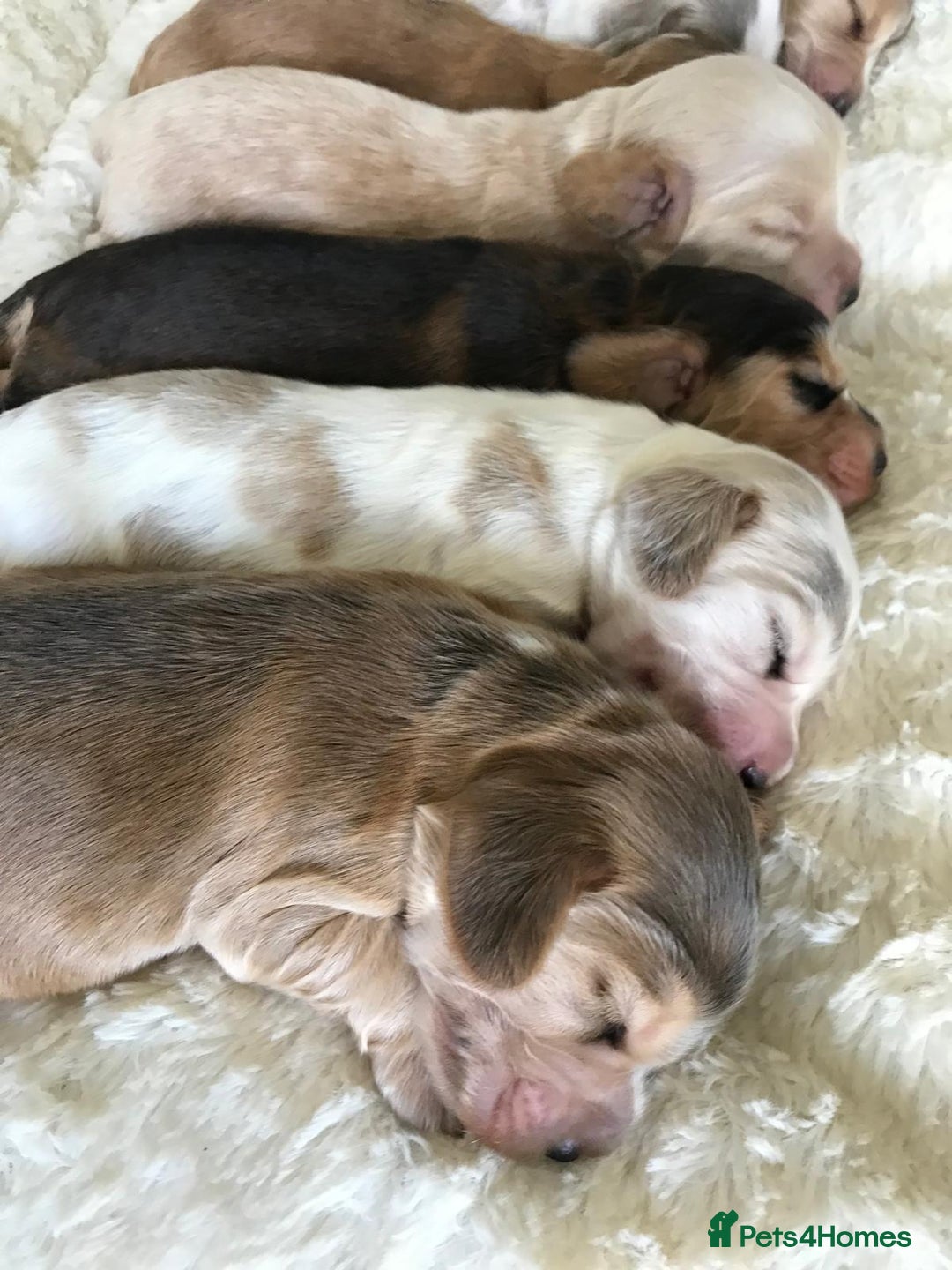 Cocker Spaniel dogs for sale: Show Type Health Tested, KC Reg puppies  - Image 27