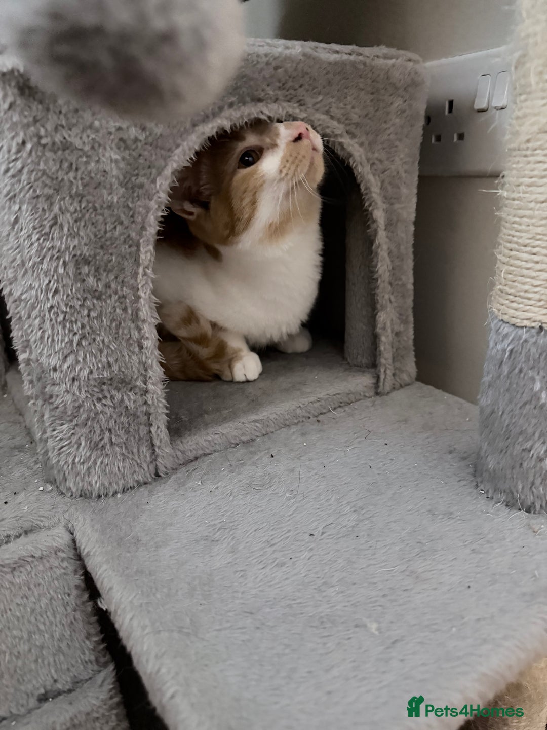 Mixed Breed cats for sale: 5 month old male kitten  - Advert 3