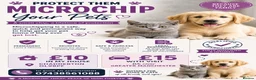 British Shorthair cats for stud: Active GCCF British Shorthair Stud  - Advert 22