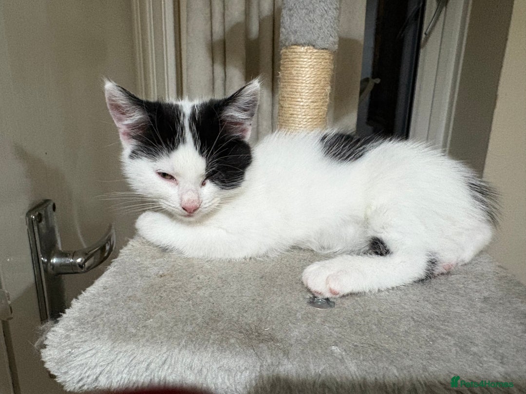 Mixed Breed cats for sale: White and black kittens - Image 19