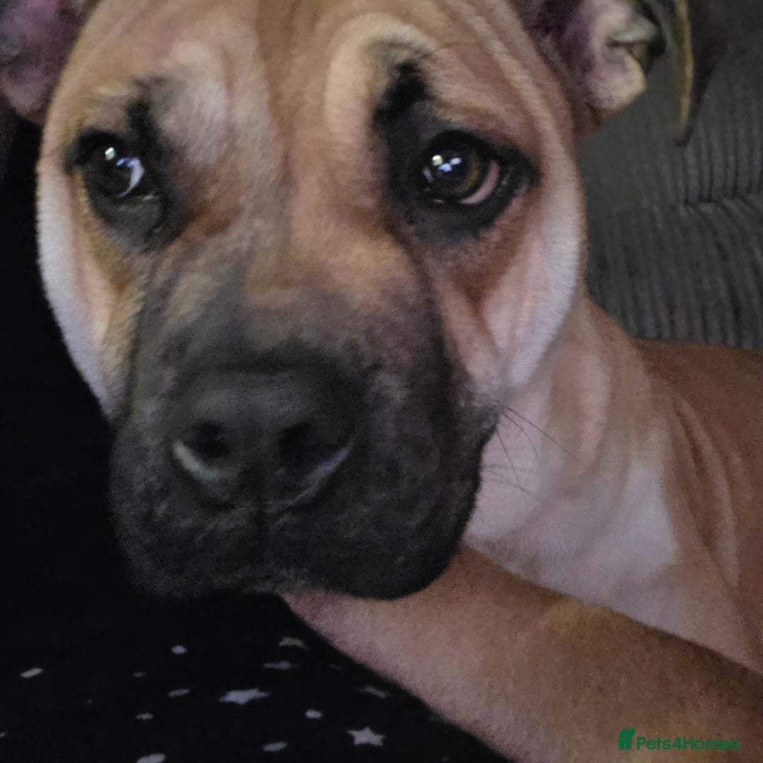 Mixed Breed dogs for sale: 9 month old mixed breed - Image 2