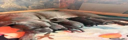 Cane Corso dogs for sale: Cane corso puppies for sale - Advert 19