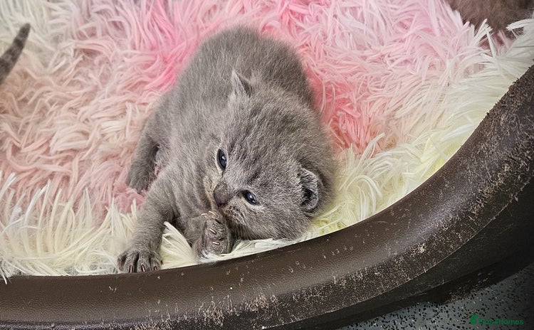 British Shorthair cats - Advert 3