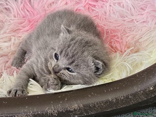 British Shorthair cats for sale - Advert 1