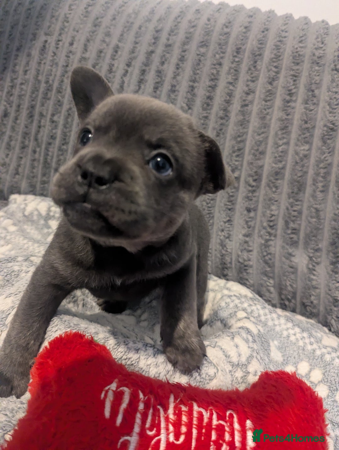 Mixed Breed dogs for sale: Beautiful Frenchie x chow chow puppies. - Advert 14