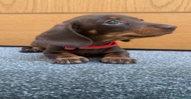 Miniature Dachshund dogs - Advert 15