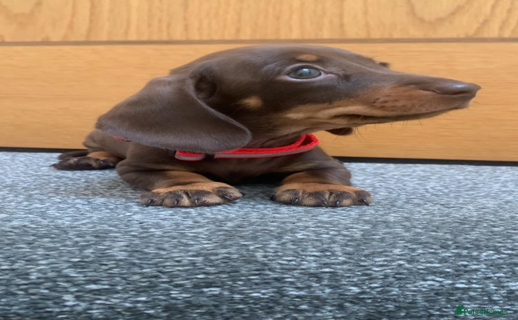 Miniature Dachshund dogs - Advert 1