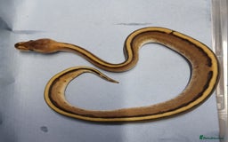 Python Snake reptiles for sale: Royal Python Morphs Females  - Image 3