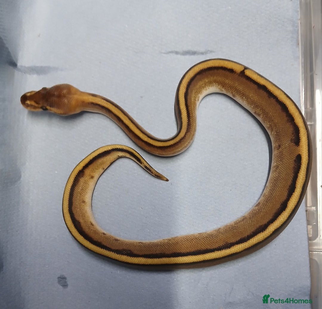 Python Snake reptiles for sale: Royal Python Morphs Females  - Image 3
