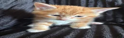 Mixed Breed cats for sale: Beautiful Tortoiseshell & ginger kittens  - Advert 11