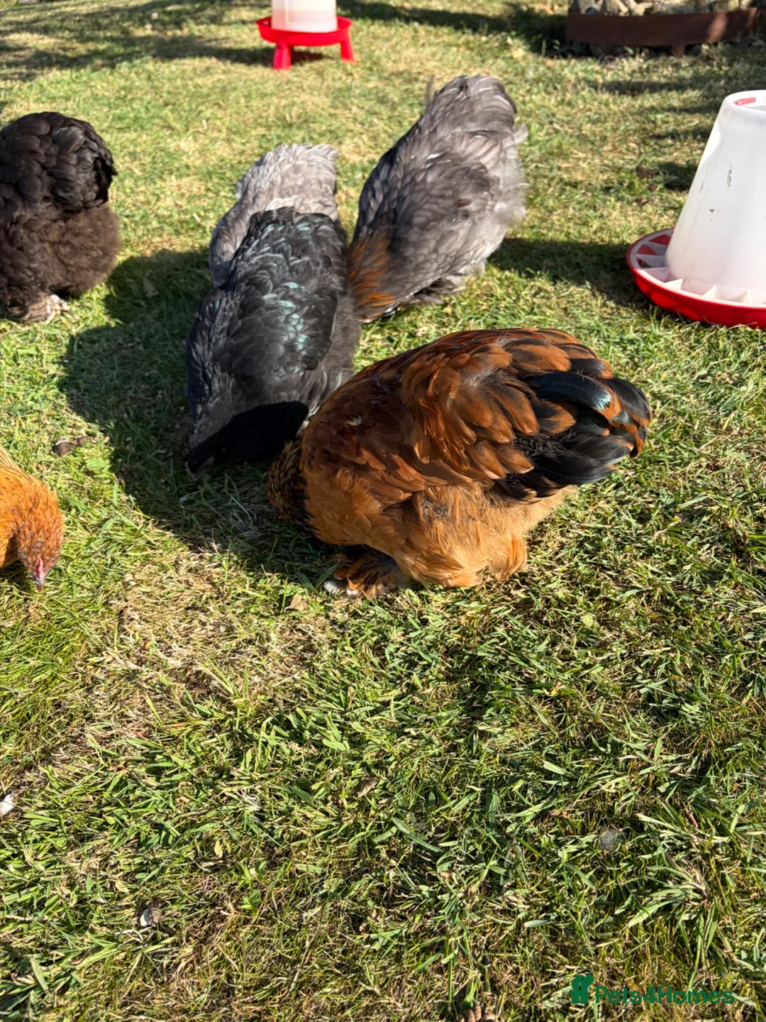 Chickens poultry for sale: 2x Bantam cockerels  in Holmfirth - Advert 15