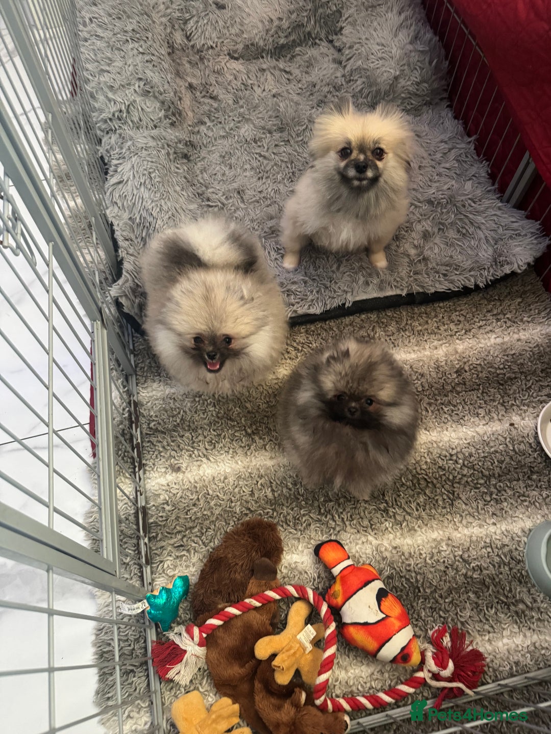 Pomeranian dogs for sale: Fabulous boys available to discerning pet homes - Advert 6