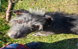 Mixed Breed dogs for sale: Beautiful bedlington whippet x lurcher puppies! - Image 17