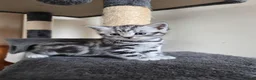 British Shorthair cats for sale: Original BSH Silver Tabby kittens  - Advert 6