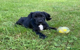 Springador dogs for sale: Gorgeous Springador Puppies - Image 9